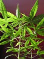 Hemp Plant or cannabis sativa